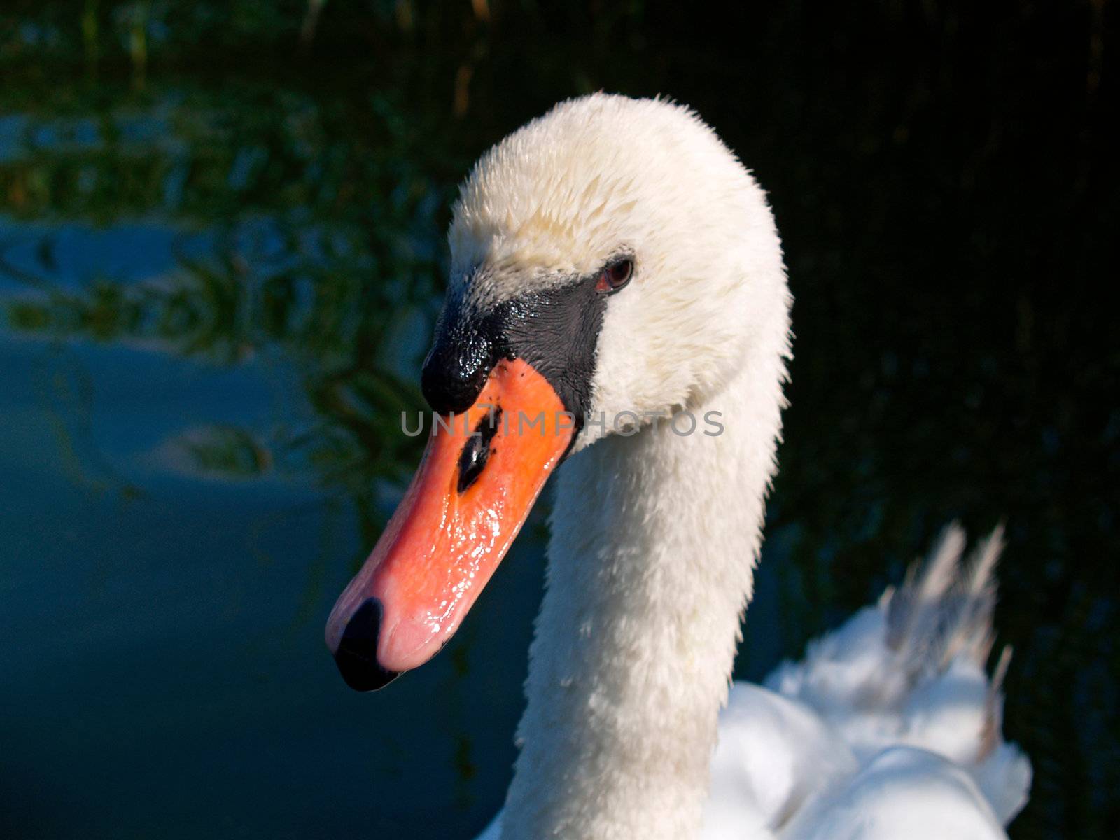 A mute swan on a lake on the island Usedom, Germany
