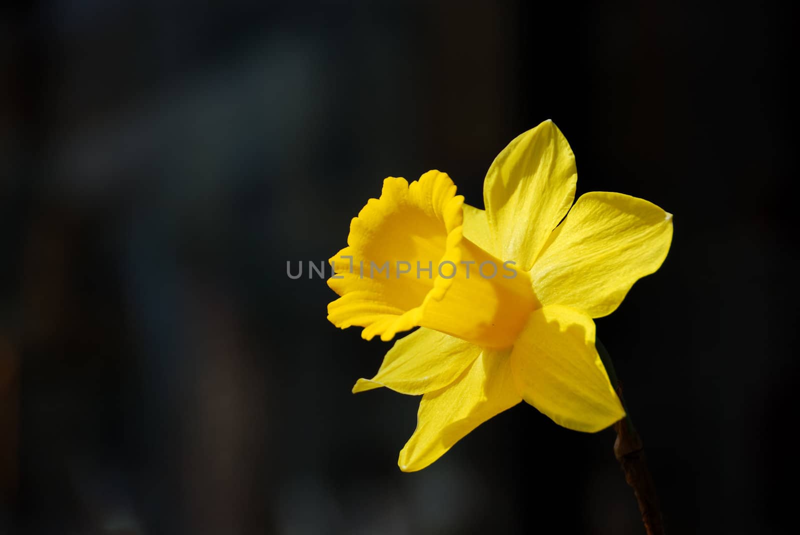 Yellow daffodil or narcissus looking at the sun with a dark background.