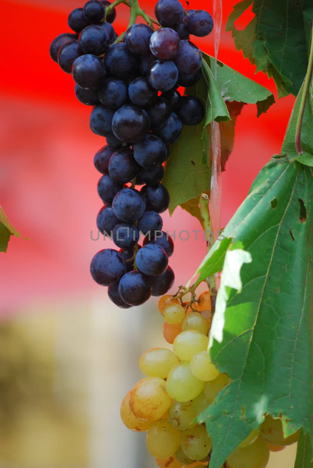 close up of the dark and the white wine grapes