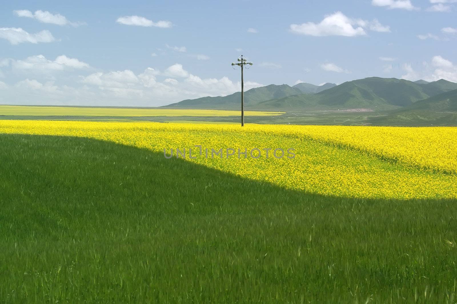 yellow field with oil seed rape in summer by xfdly5