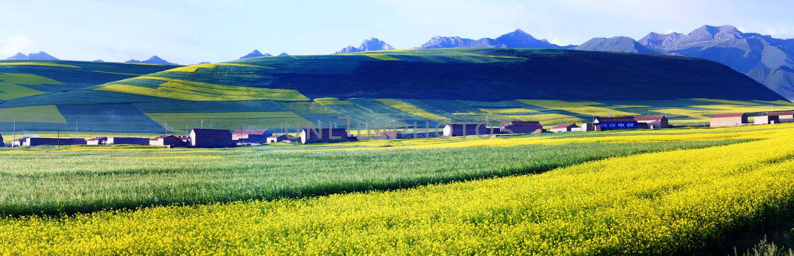 yellow field with oil seed rape in summer by xfdly5