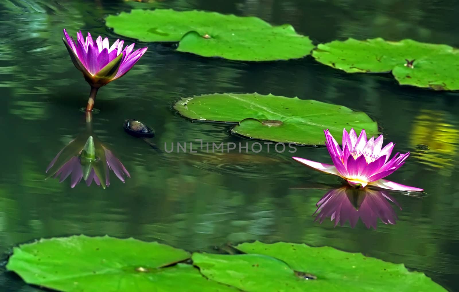 Beautiful pink flowers open  in the pond