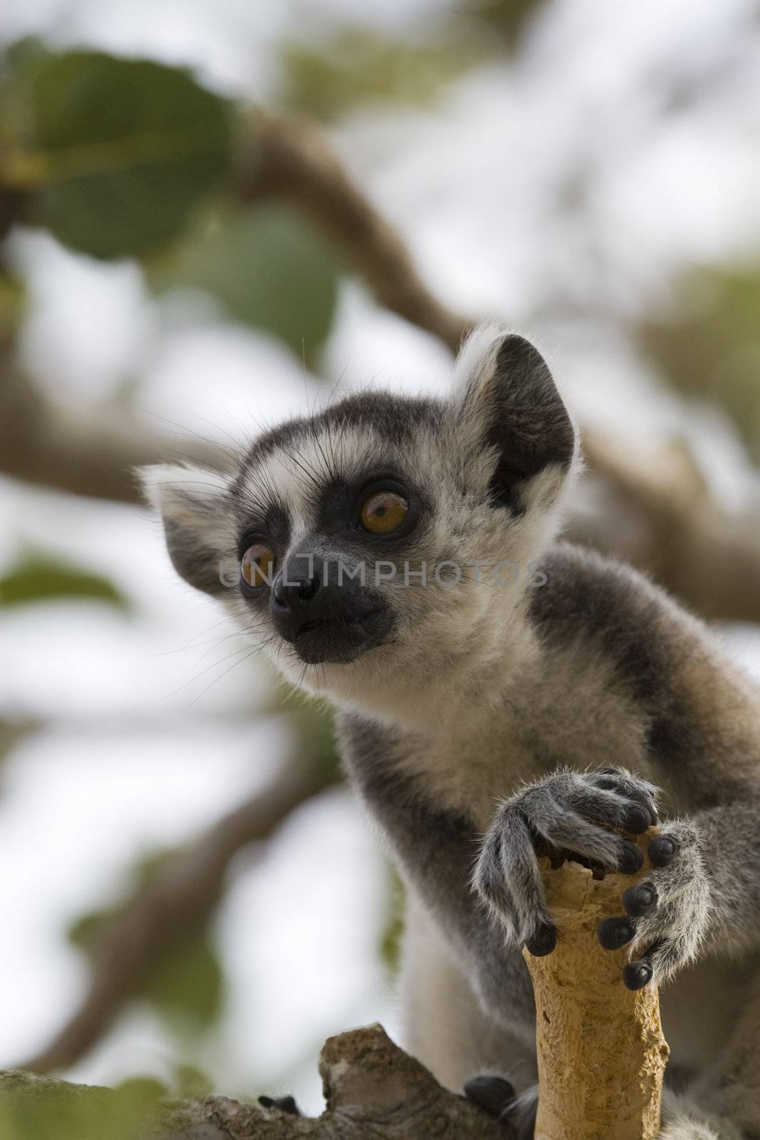 Ring-tailed Lemur (Lemur Catta) Portrait, Athens Zoo Park, Greece