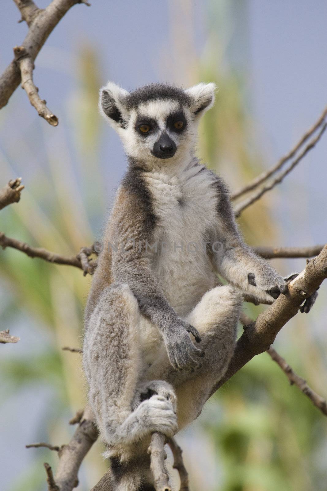 Ring-tailed Lemur by MihaiDancaescu