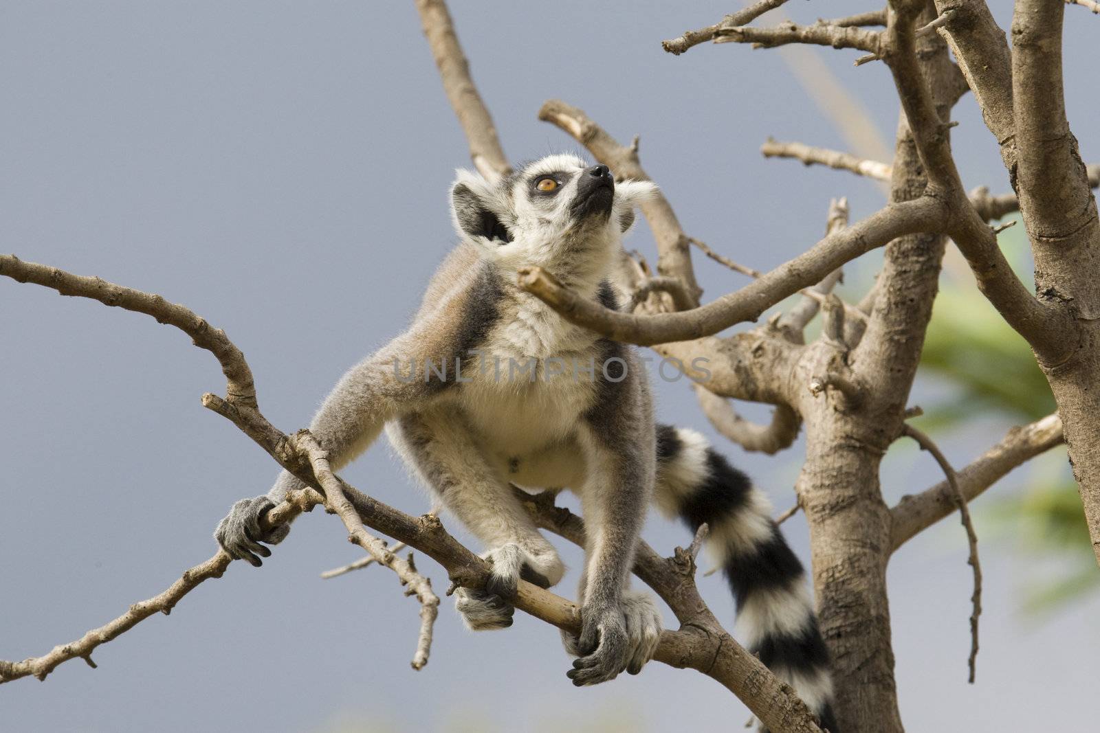 Ring-tailed Lemur by MihaiDancaescu