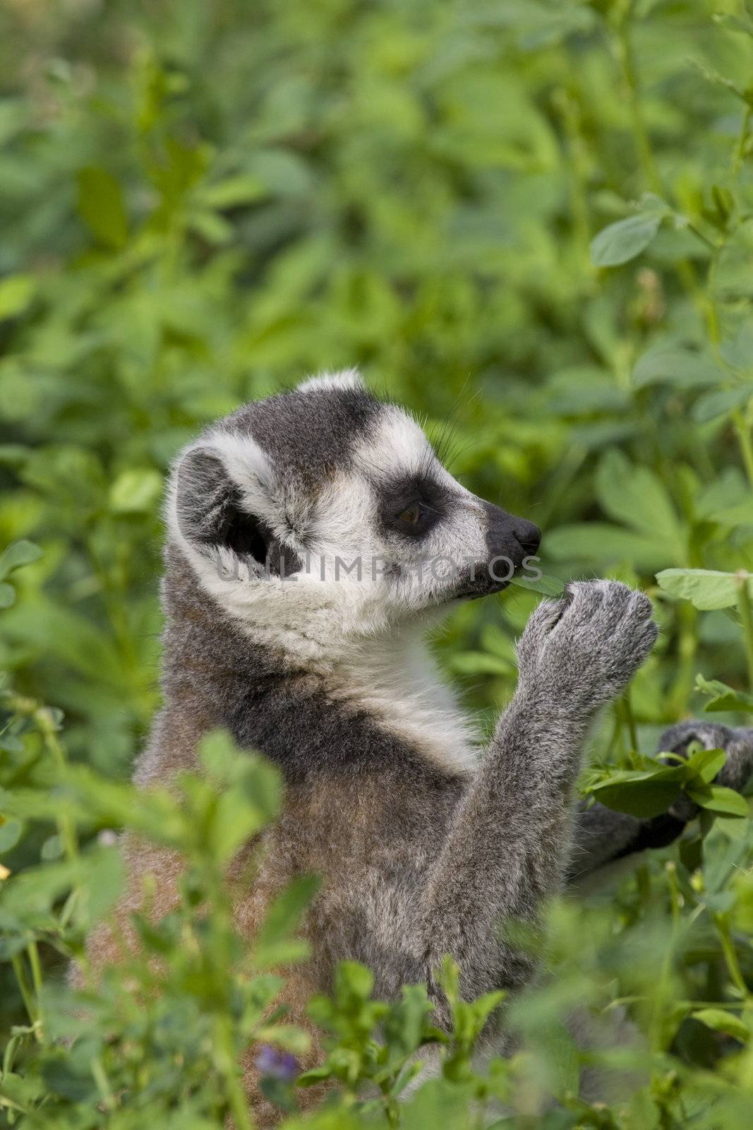 Ring-tailed Lemur (Lemur Catta) Portrait, Athens Zoo Park, Greece