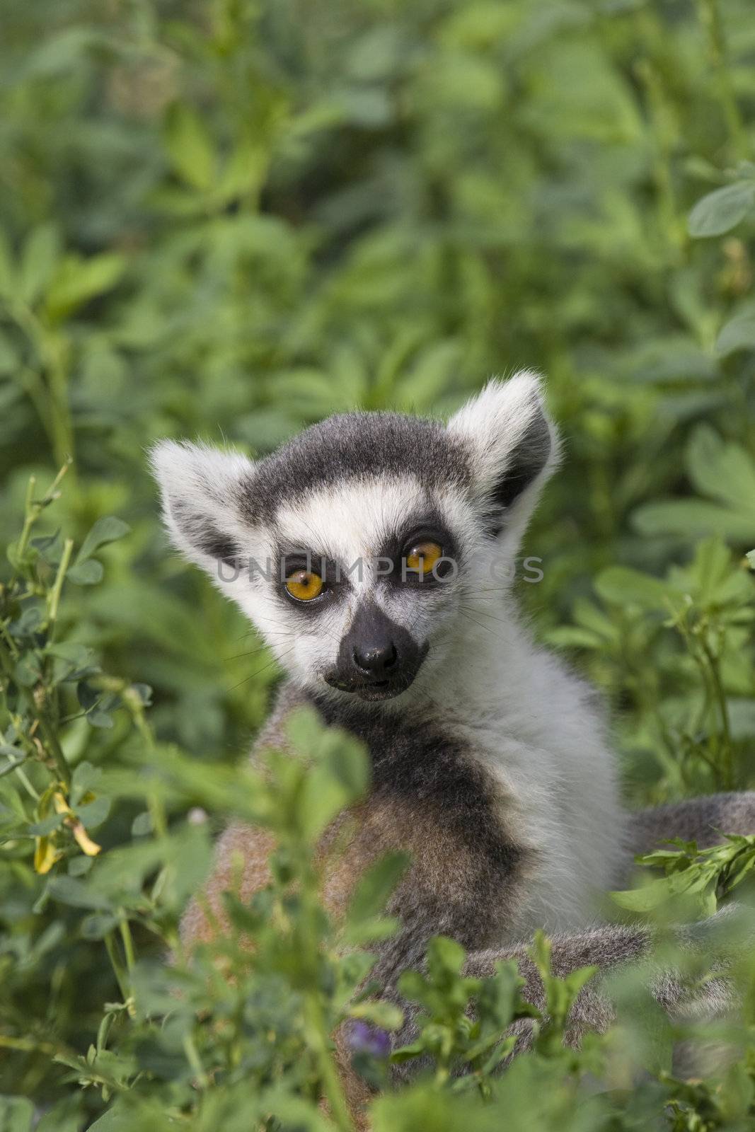 Ring-tailed Lemur (Lemur Catta) Portrait, Athens Zoo Park, Greece