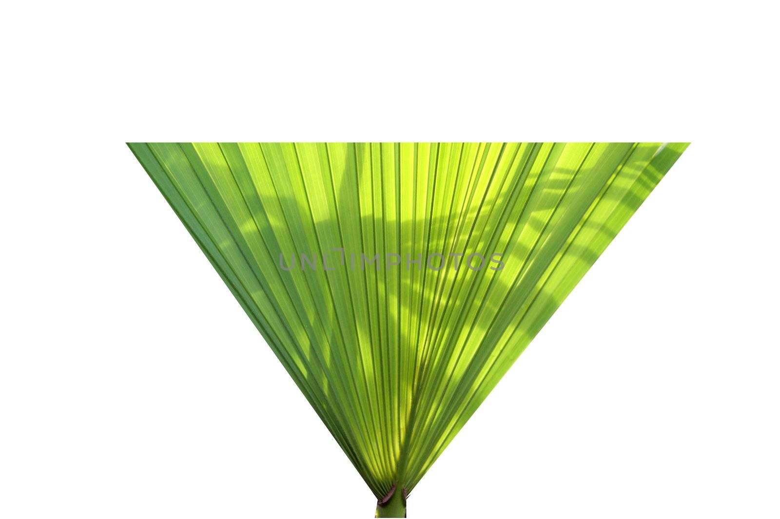 Isolated on a white background palm leaf