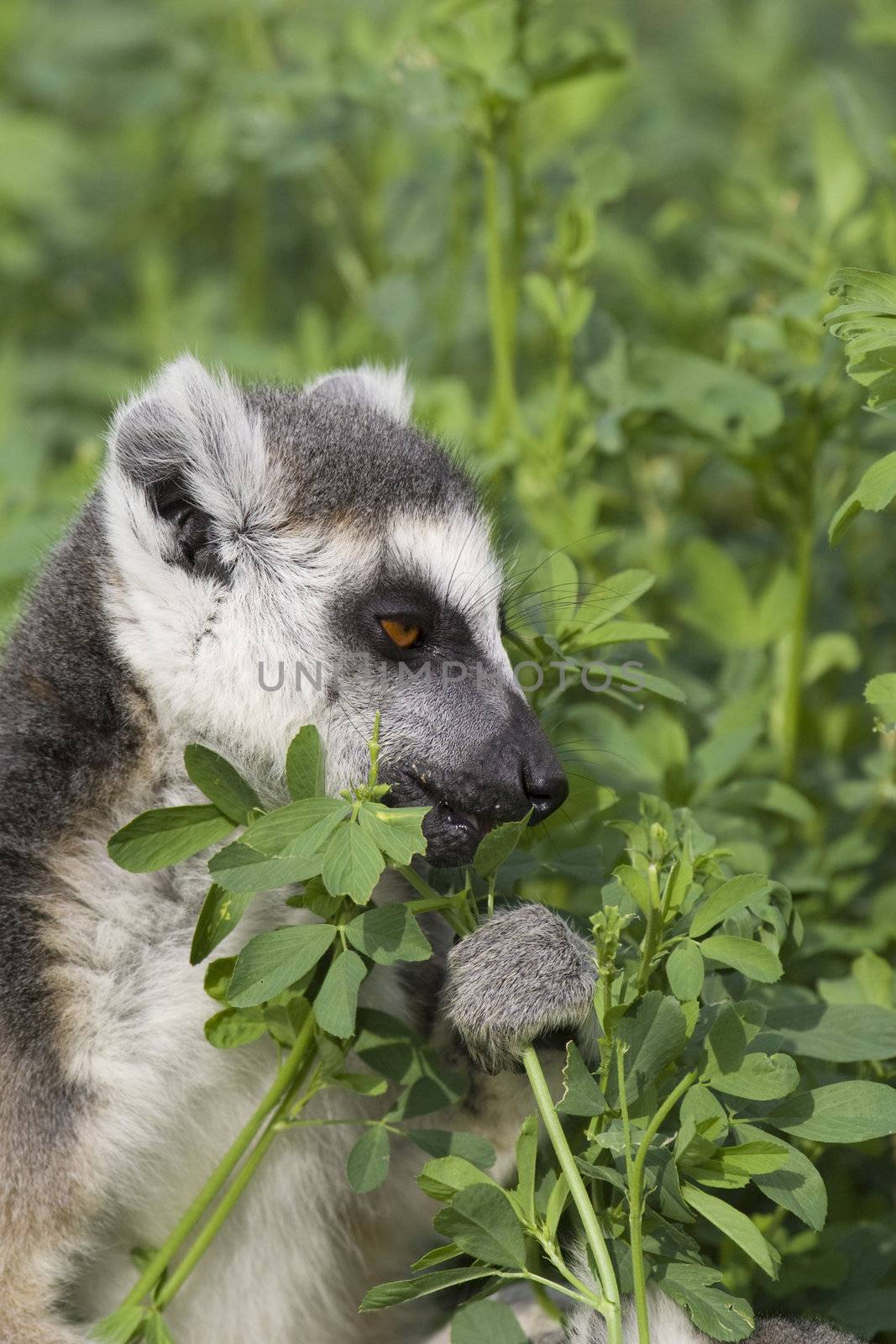 Ring-tailed Lemur (Lemur Catta) Portrait, Athens Zoo Park, Greece