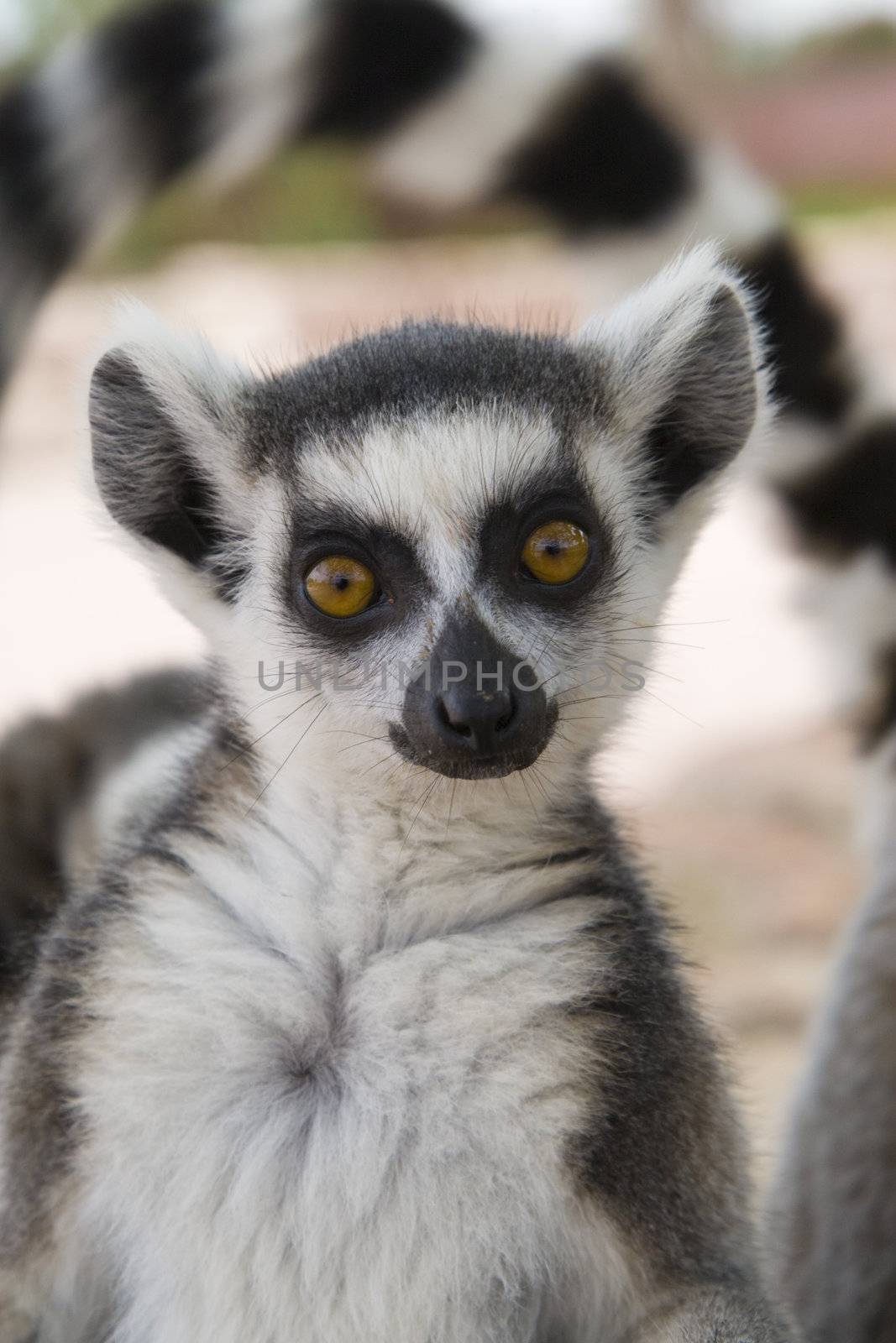 Ring-tailed Lemur (Lemur Catta) Portrait, Athens Zoo Park, Greece