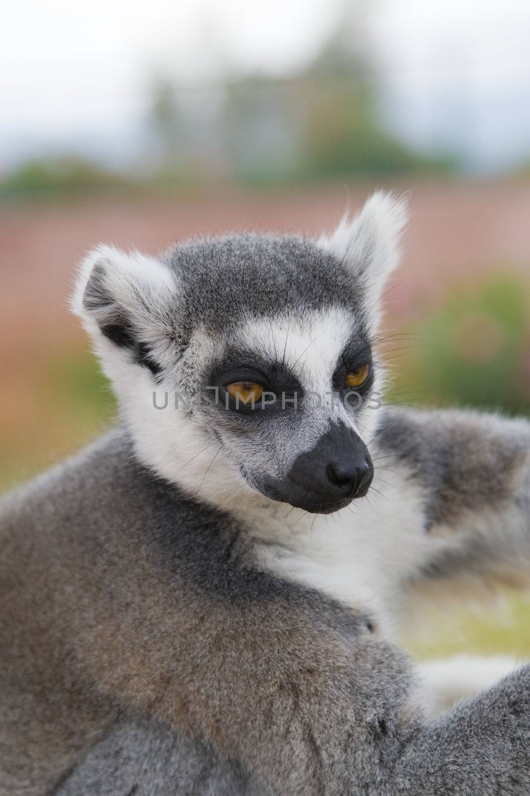 Ring-tailed Lemur by MihaiDancaescu