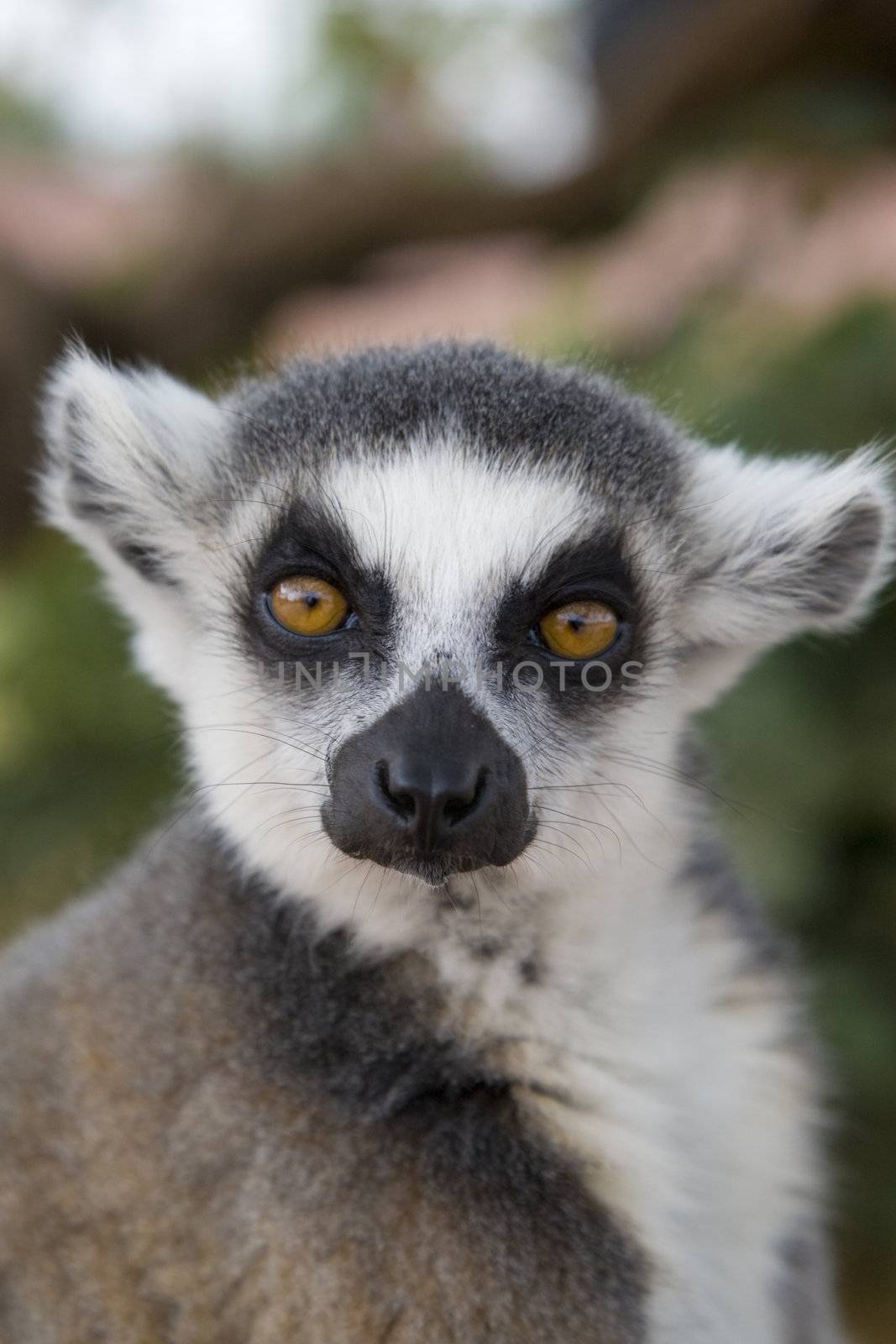 Ring-tailed Lemur by MihaiDancaescu