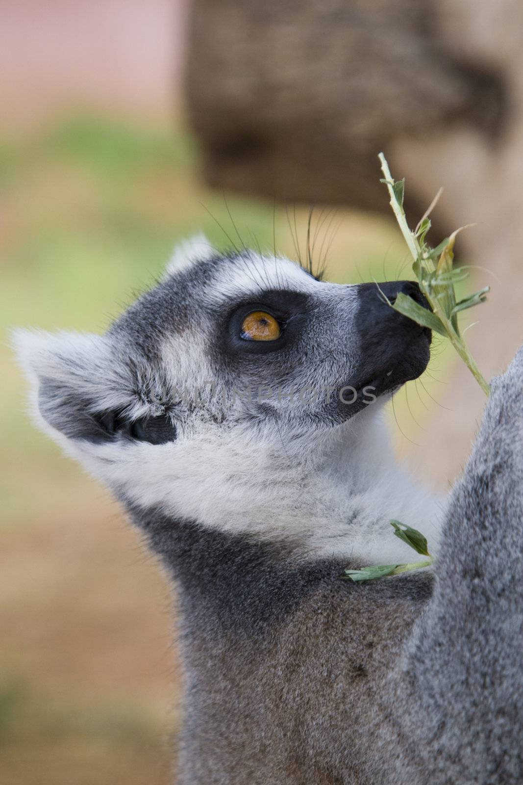 Ring-tailed Lemur (Lemur Catta) Portrait, Athens Zoo Park, Greece