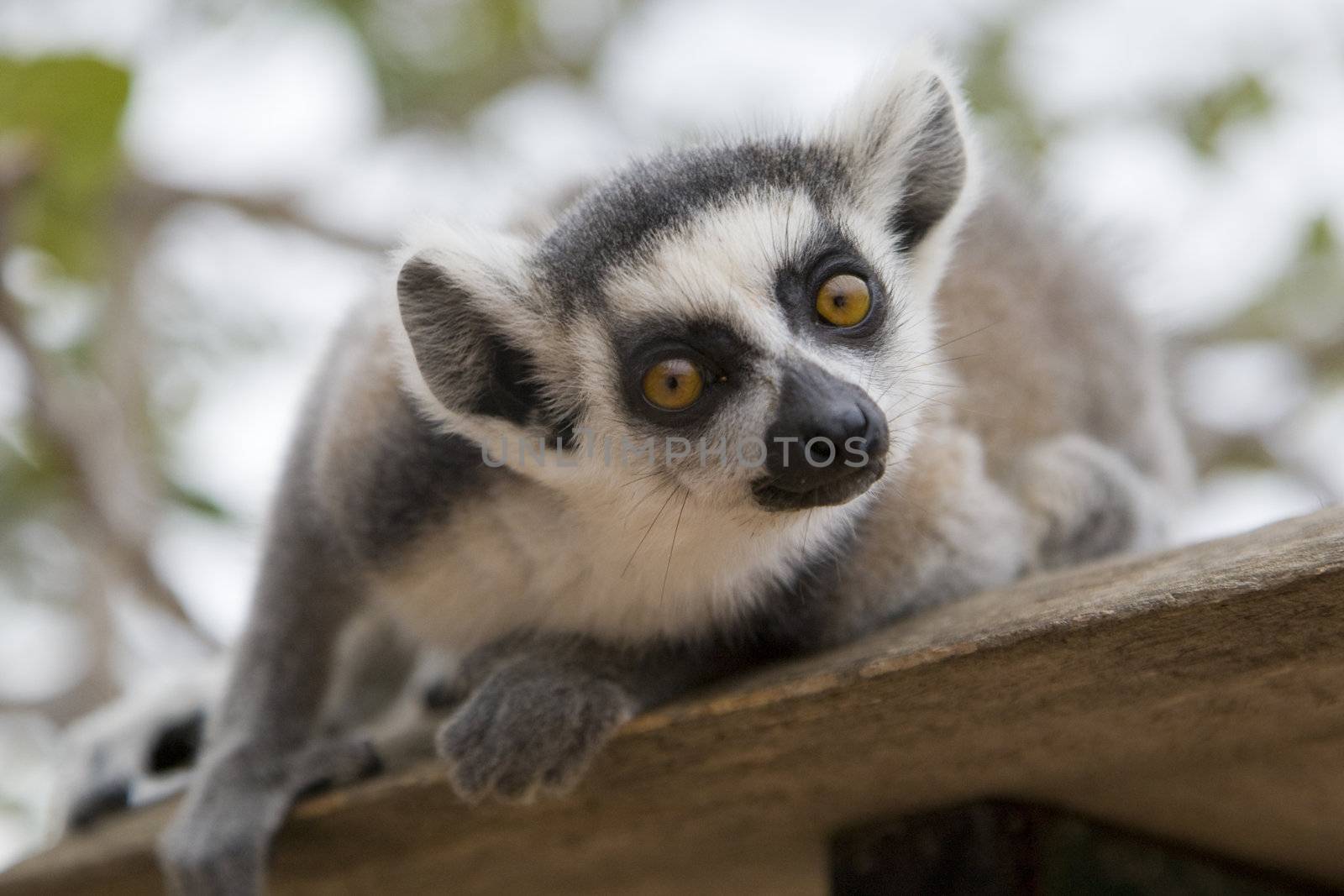 Ring-tailed Lemur (Lemur Catta) Portrait, Athens Zoo Park, Greece