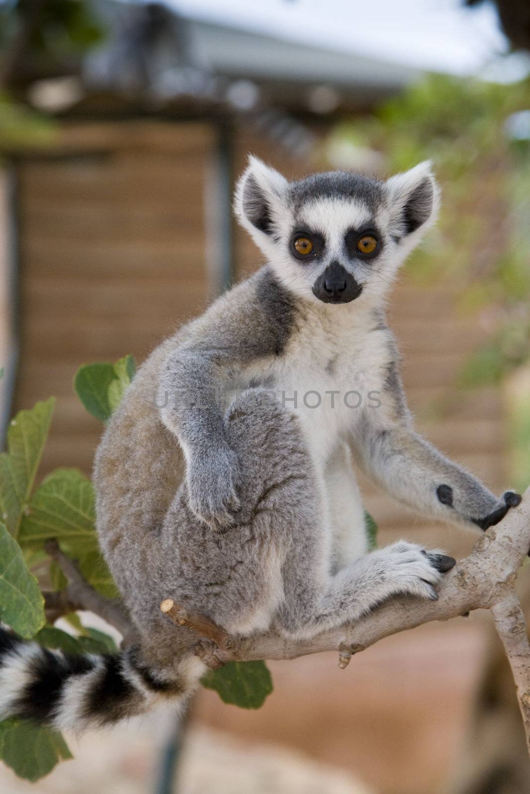 Ring-tailed Lemur (Lemur Catta) Portrait, Athens Zoo Park, Greece