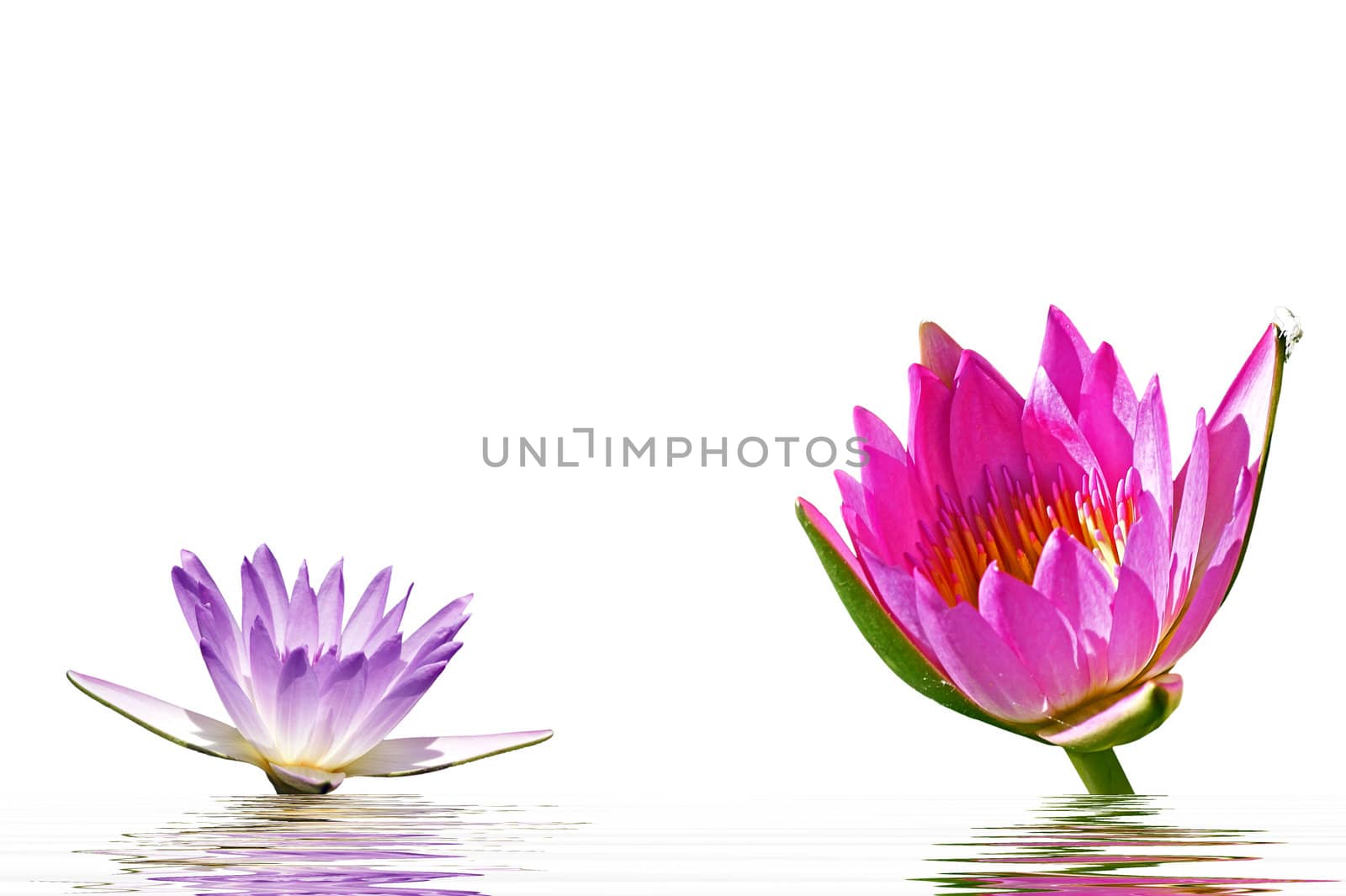 Isolated on a white background pink water lily