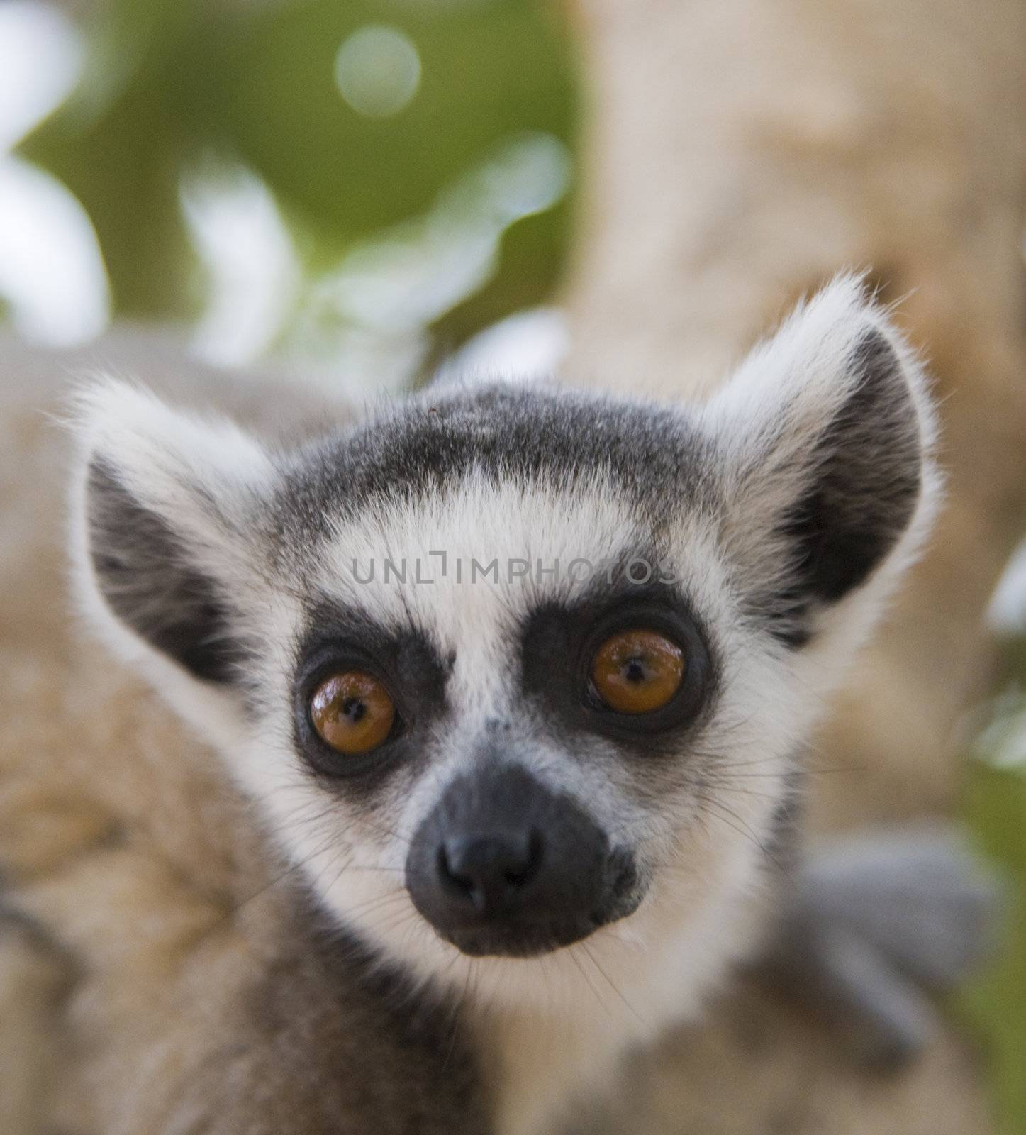 Ring-tailed Lemur (Lemur Catta) Portrait, Athens Zoo Park, Greece