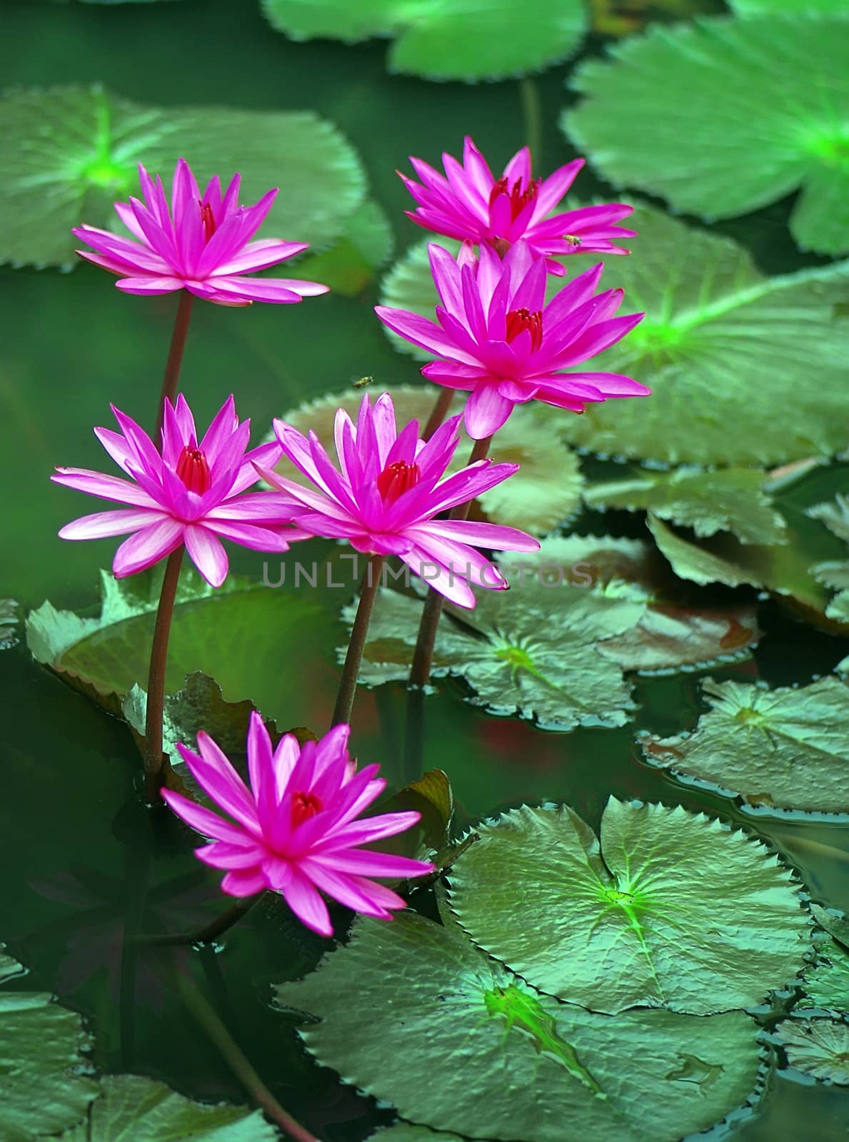 Beautiful pink flowers open  in the pond