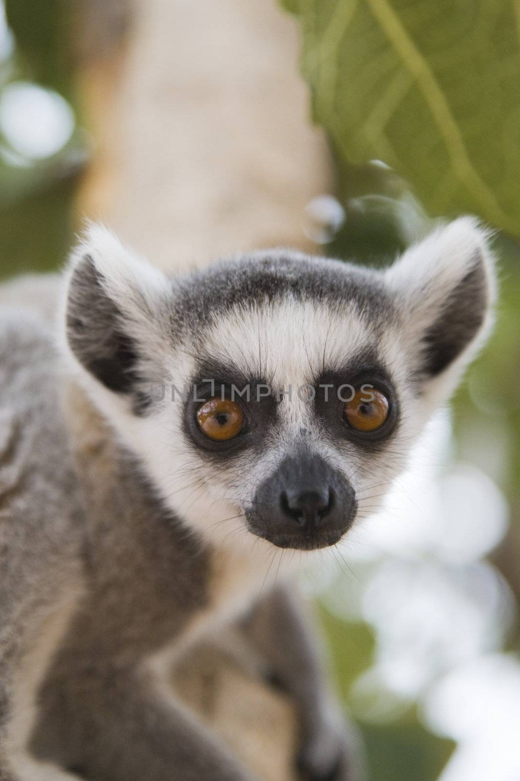 Ring-tailed Lemur (Lemur Catta) Portrait, Athens Zoo Park, Greece