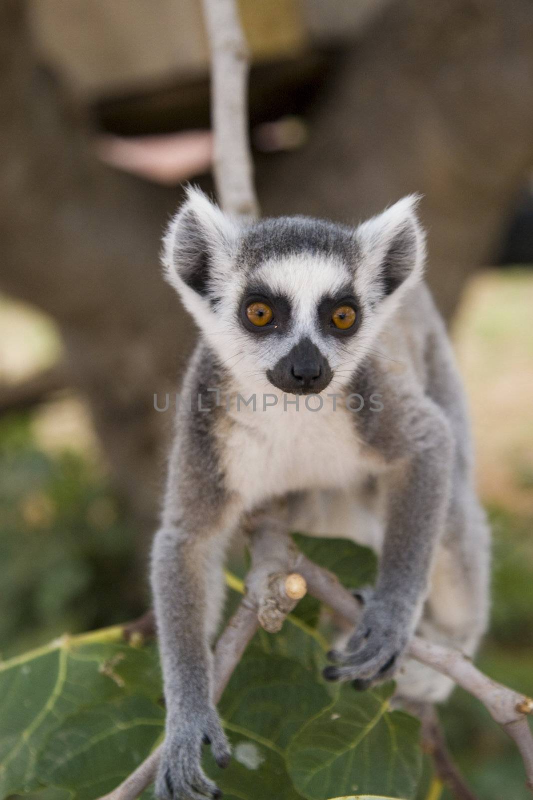 Ring-tailed Lemur by MihaiDancaescu