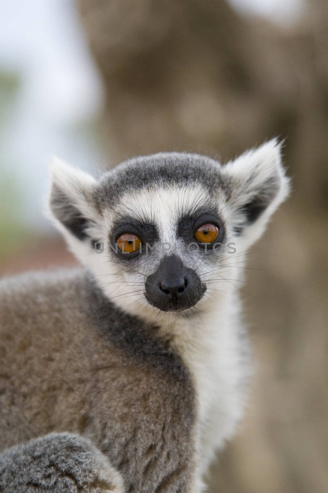 Ring-tailed Lemur (Lemur Catta) Portrait, Athens Zoo Park, Greece