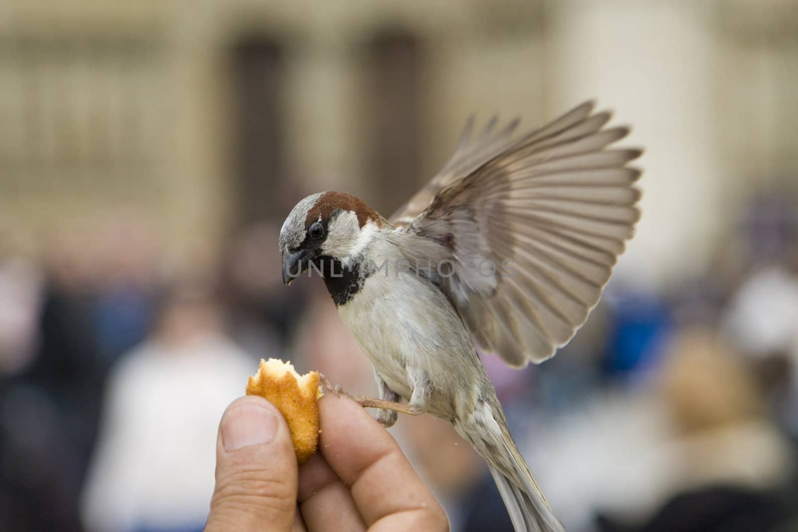 Sparrows being hand fed near Notre Dame de Paris, France