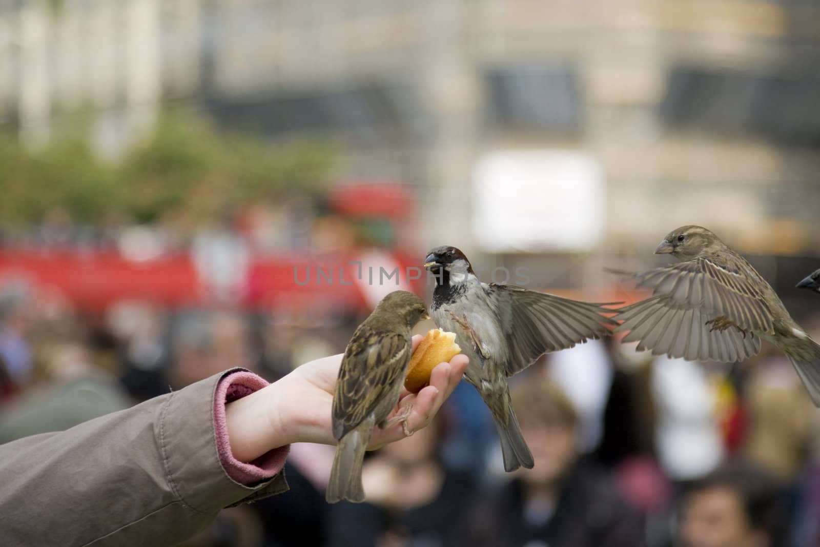 Sparrows Eating by MihaiDancaescu