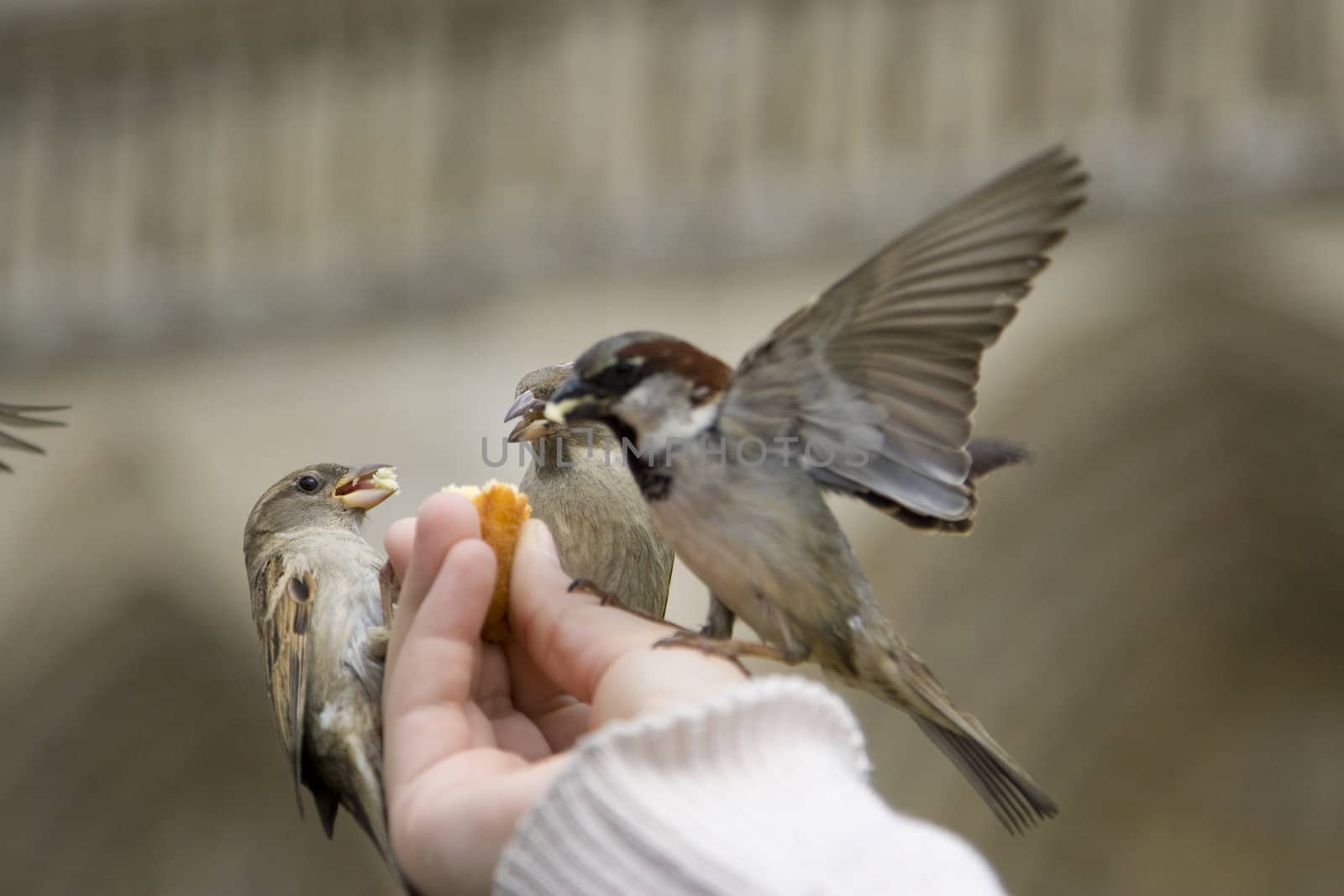 Sparrows being hand fed near Notre Dame de Paris, France