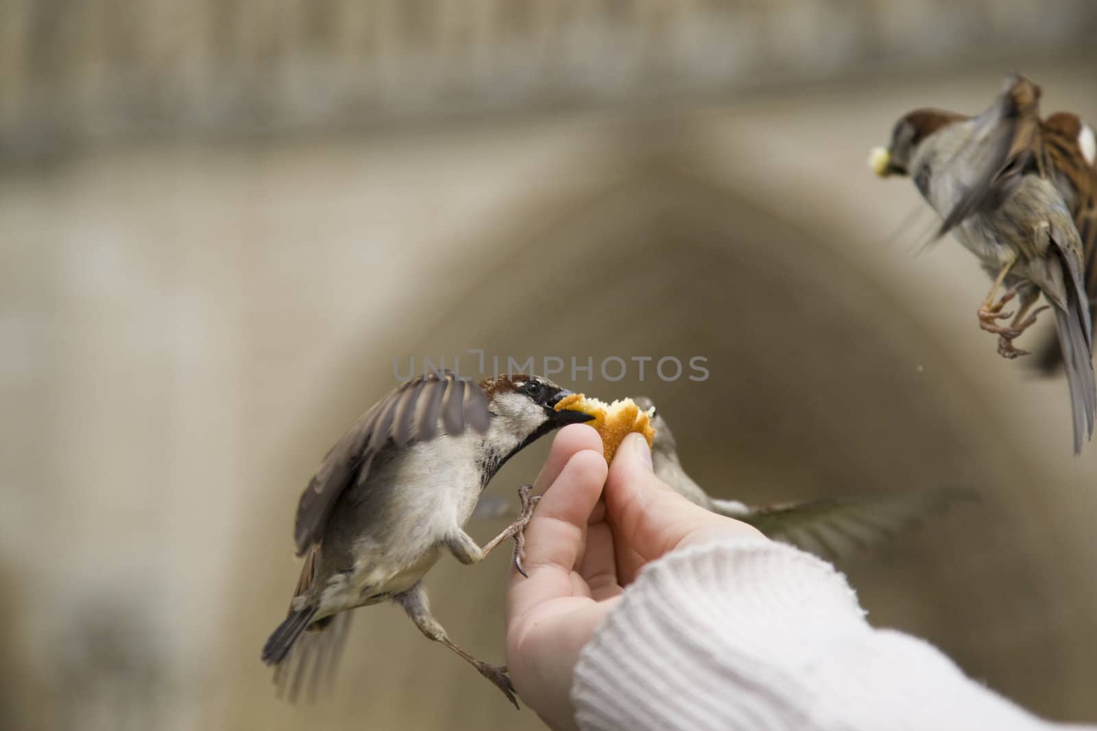 Sparrows being hand fed near Notre Dame de Paris, France