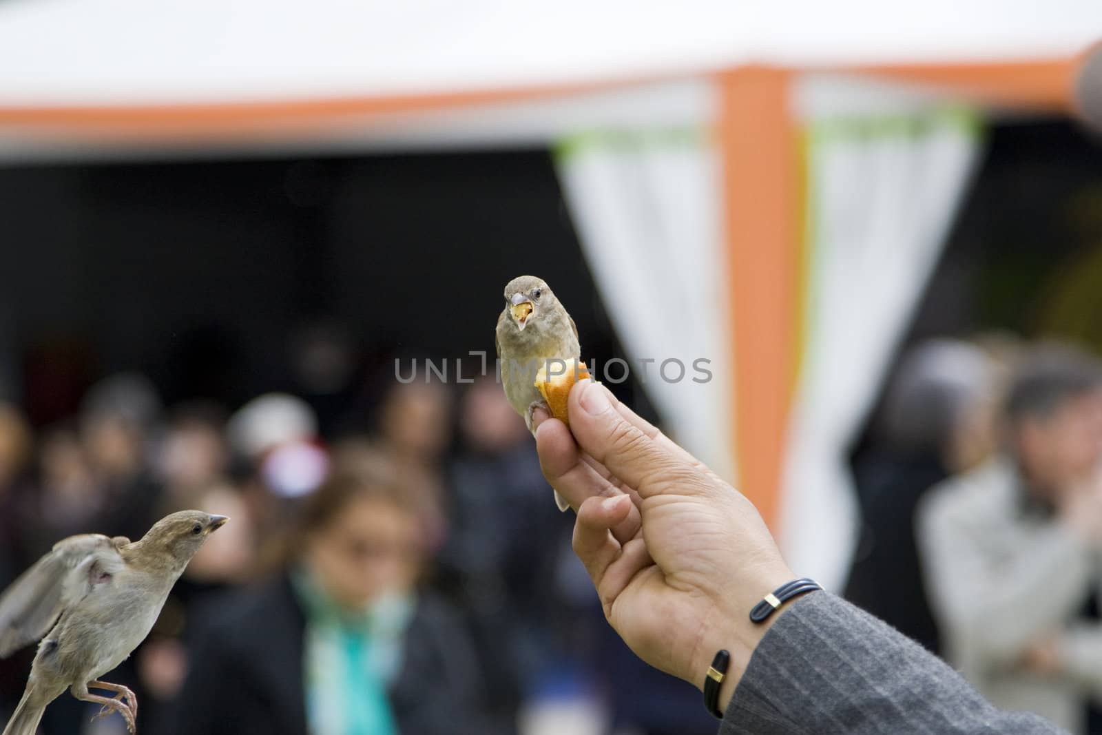 Sparrows being hand fed near Notre Dame de Paris, France