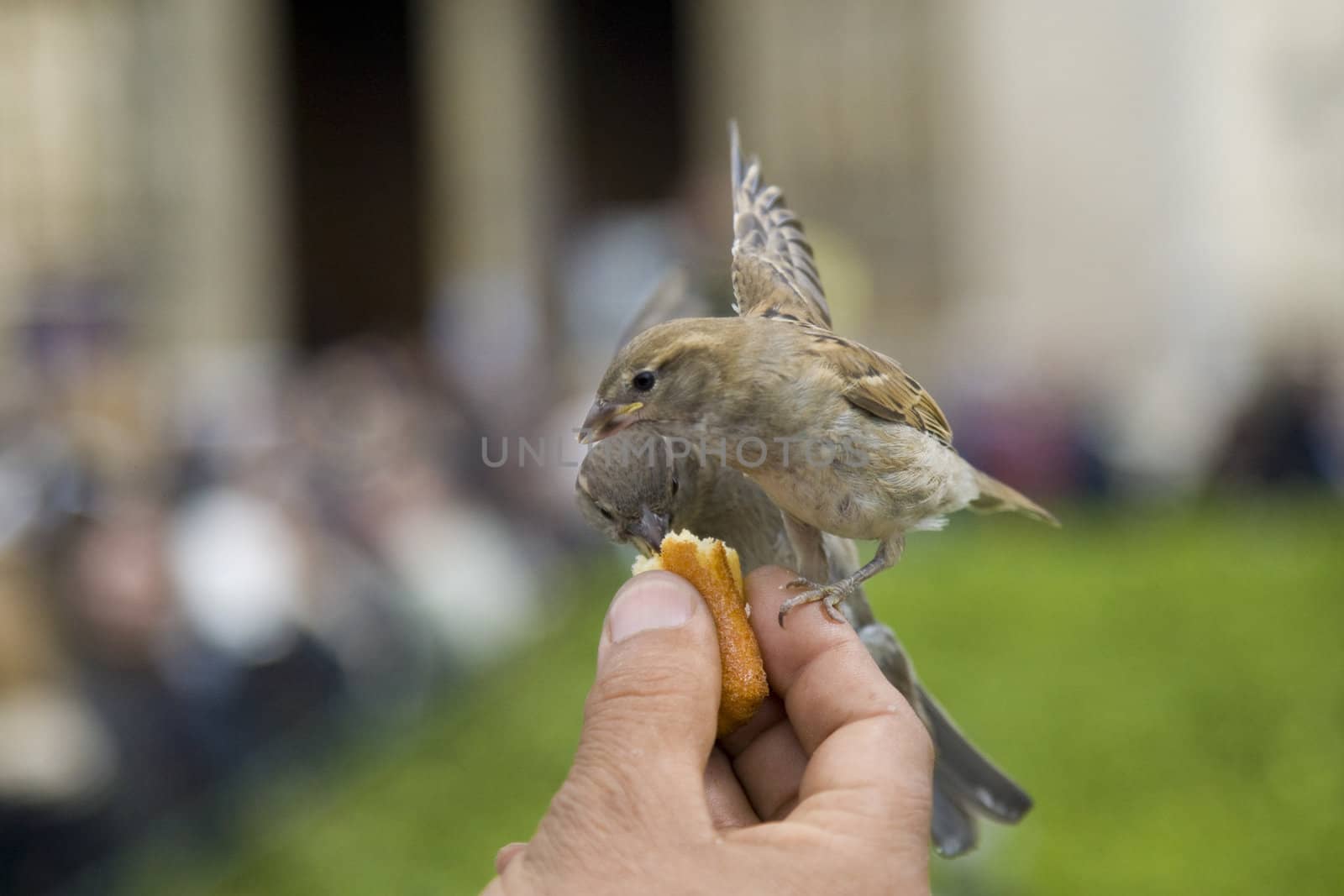 Sparrows being hand fed near Notre Dame de Paris, France