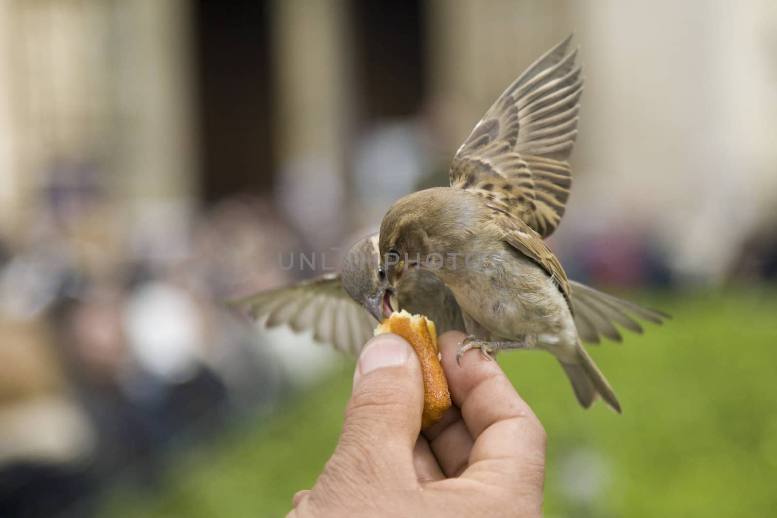 Sparrows being hand fed near Notre Dame de Paris, France