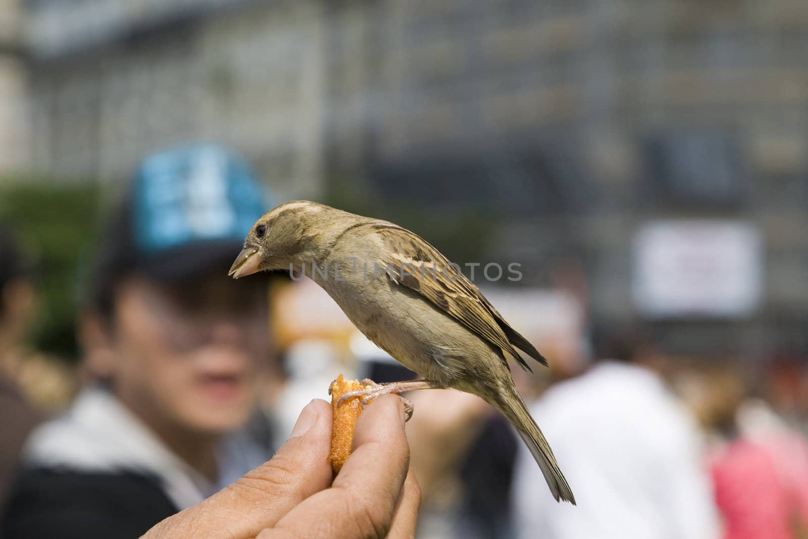 Sparrows being hand fed near Notre Dame de Paris, France