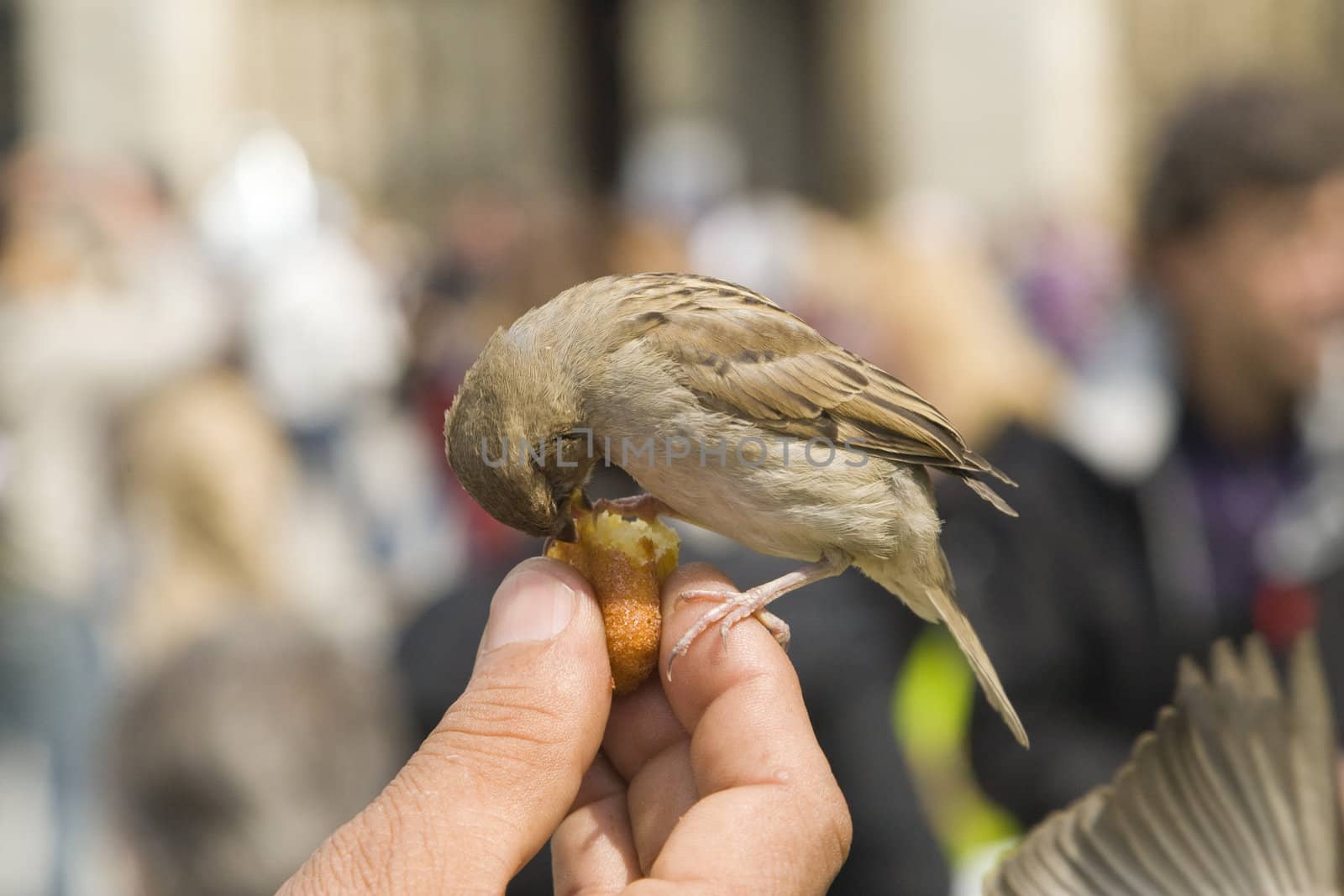 Sparrows being hand fed near Notre Dame de Paris, France