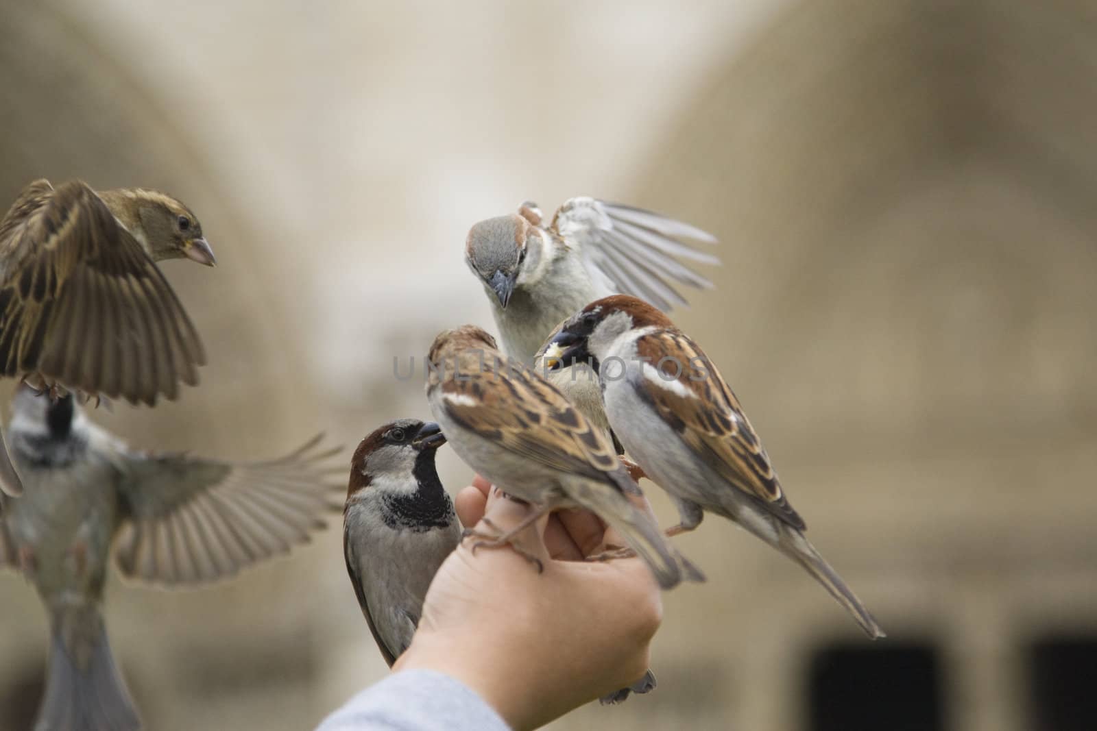 Sparrows being hand fed near Notre Dame de Paris, France