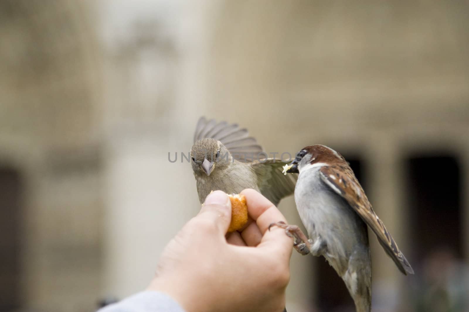 Sparrows being hand fed near Notre Dame de Paris, France