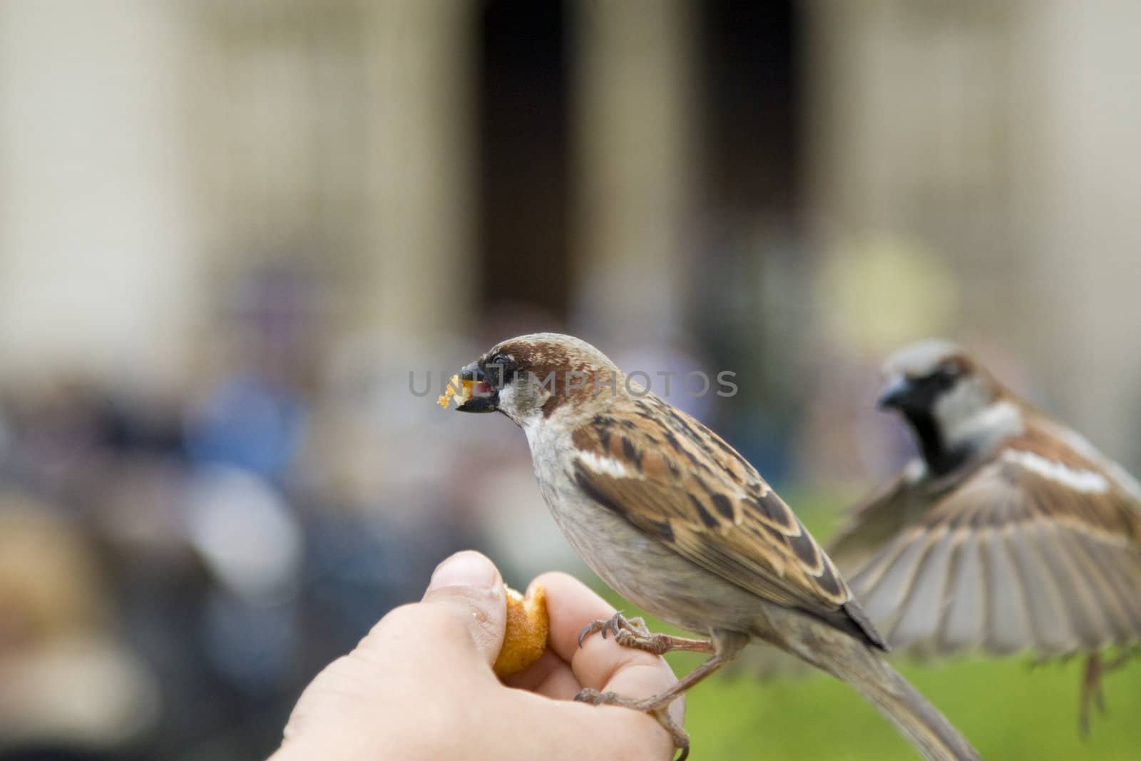 Sparrows Eating by MihaiDancaescu