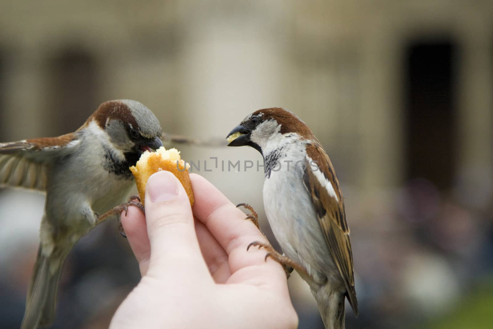 Sparrows Eating by MihaiDancaescu