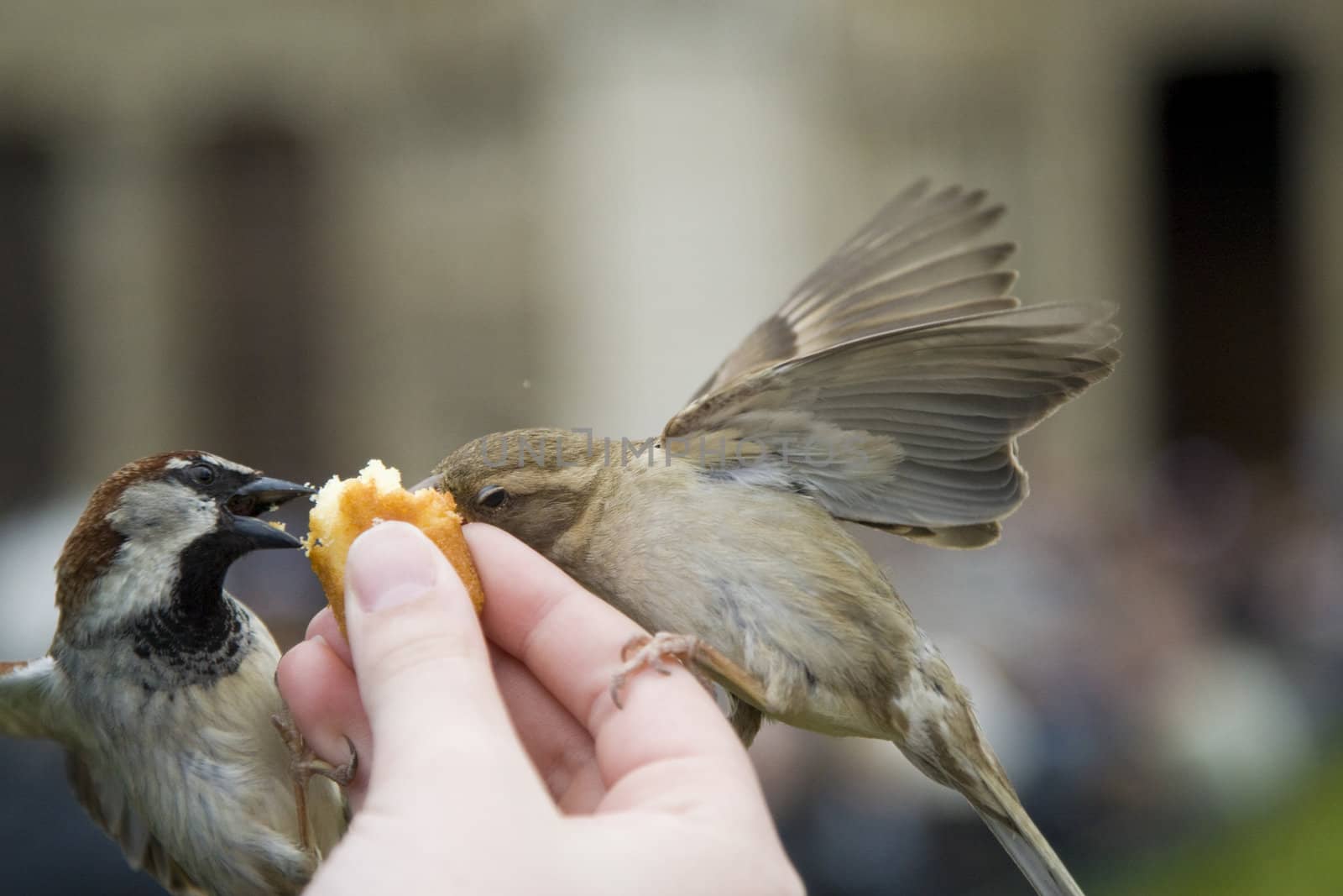 Sparrows Eating by MihaiDancaescu