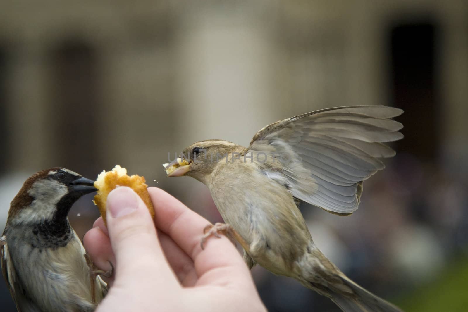 Sparrows being hand fed near Notre Dame de Paris, France