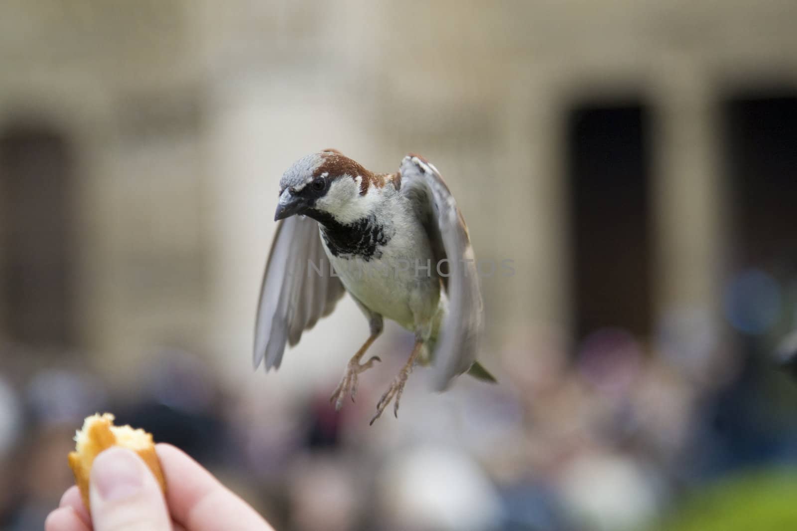 Sparrows being hand fed near Notre Dame de Paris, France