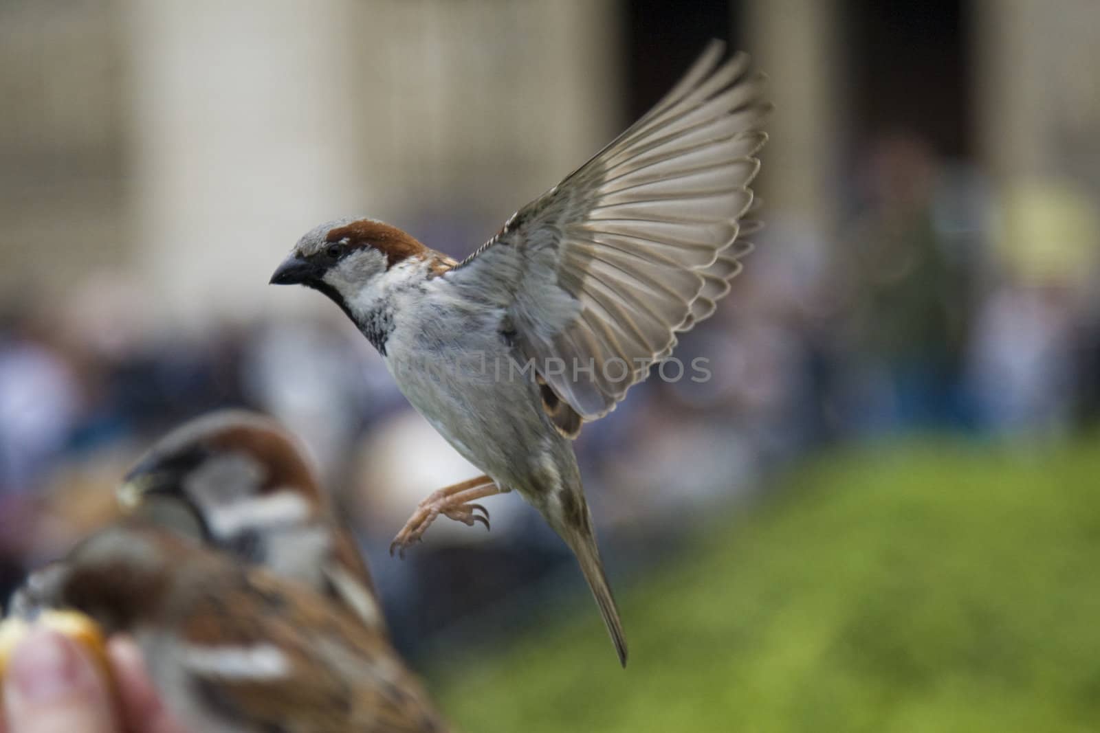 Sparrows being hand fed near Notre Dame de Paris, France