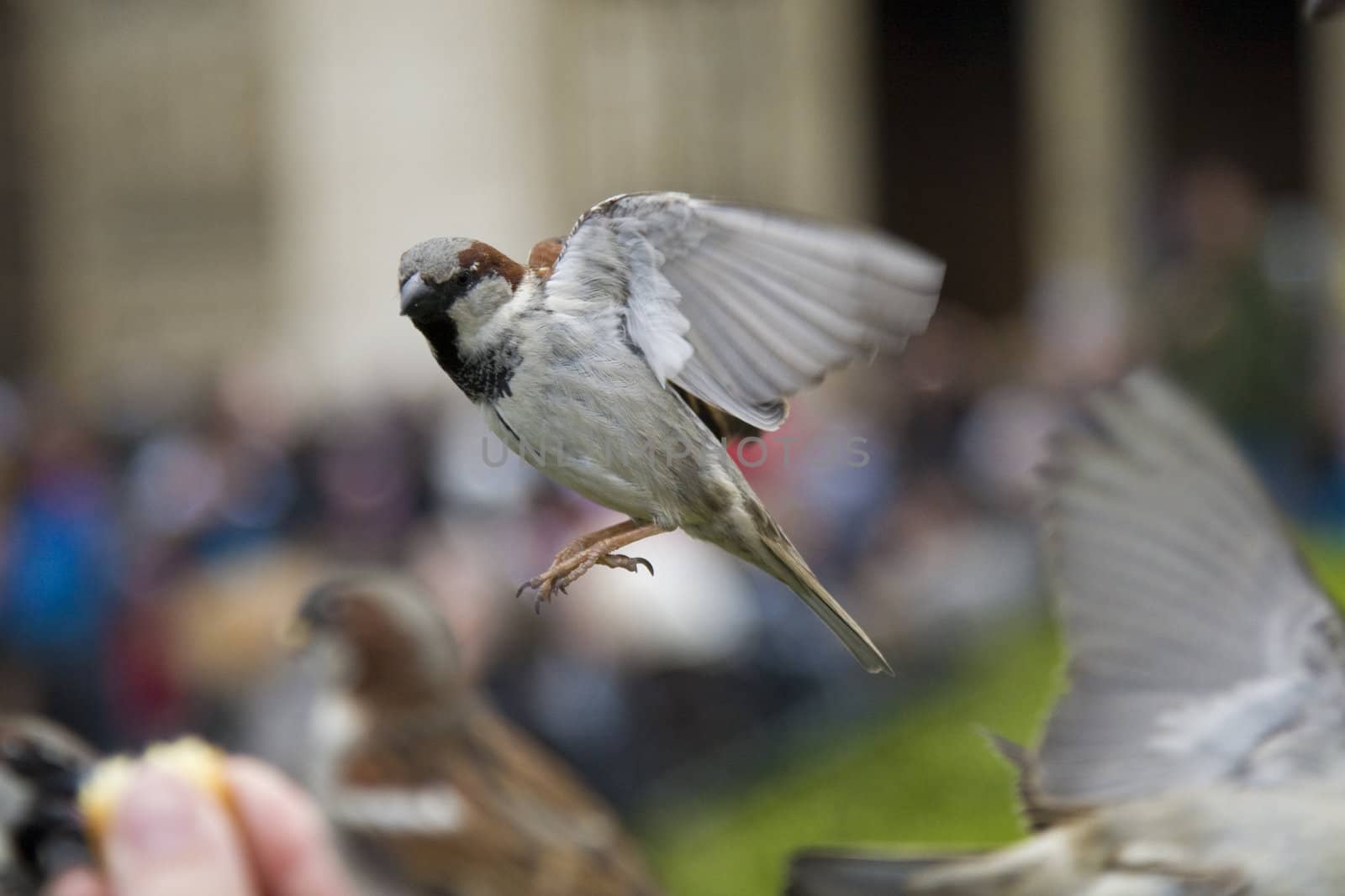 Sparrows being hand fed near Notre Dame de Paris, France