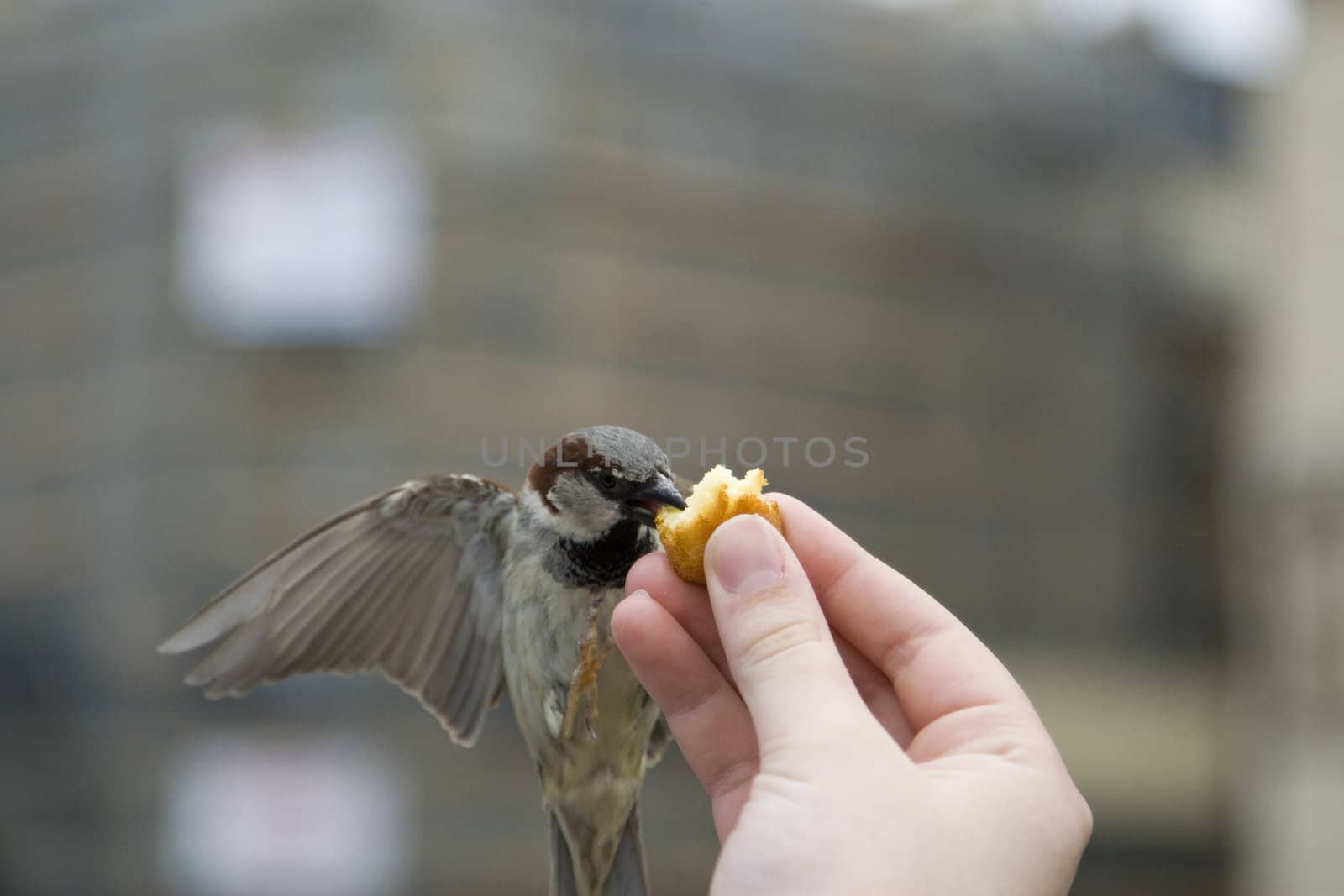 Sparrows being hand fed near Notre Dame de Paris, France