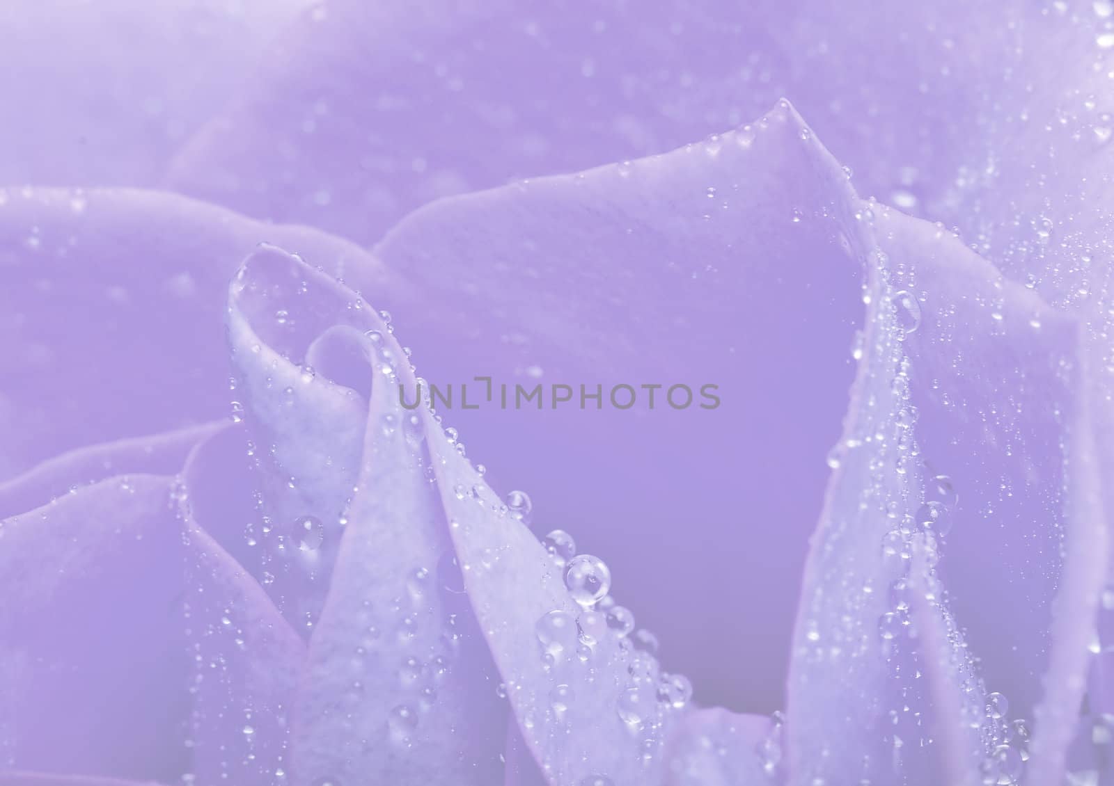 macro shot of water drops on  rose petals 