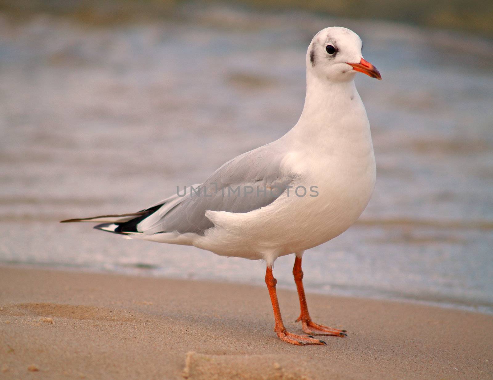 Seagull at the beach of the island Usedom, Germany
