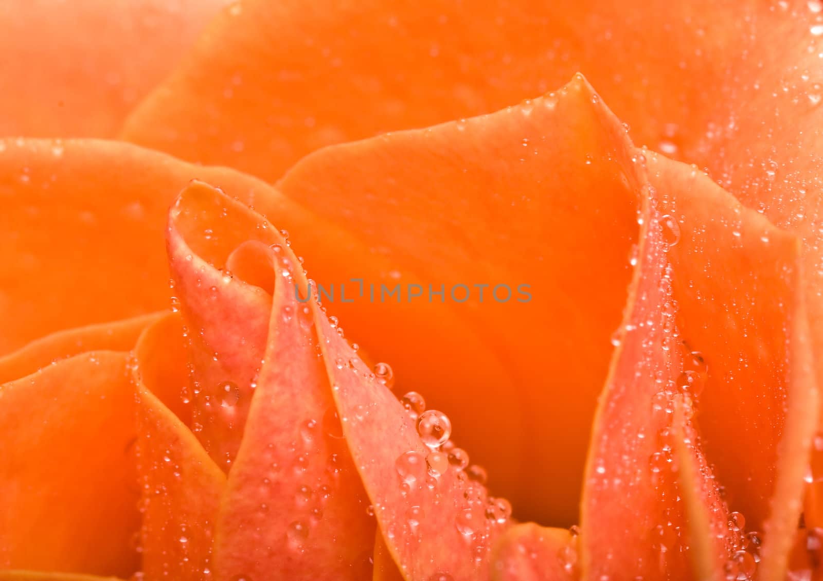 macro shot of water drops on  rose petals 