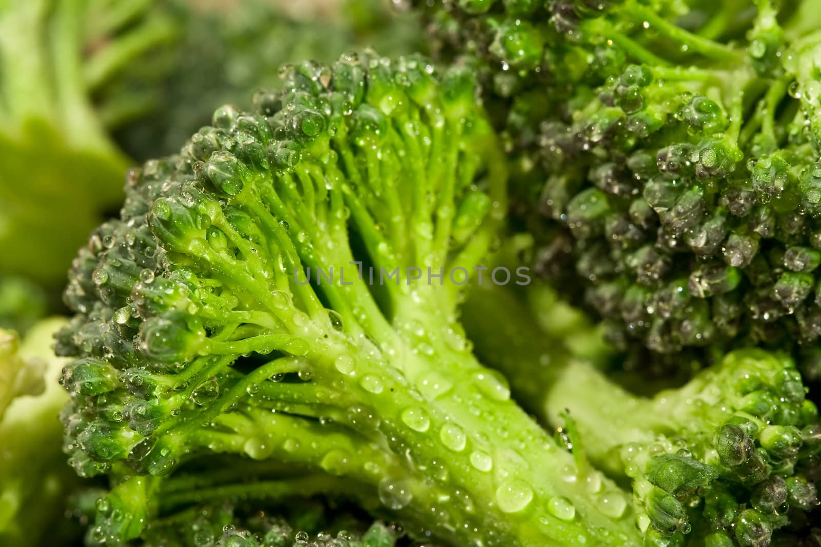 macro shot of water drops on fresh green broccoli