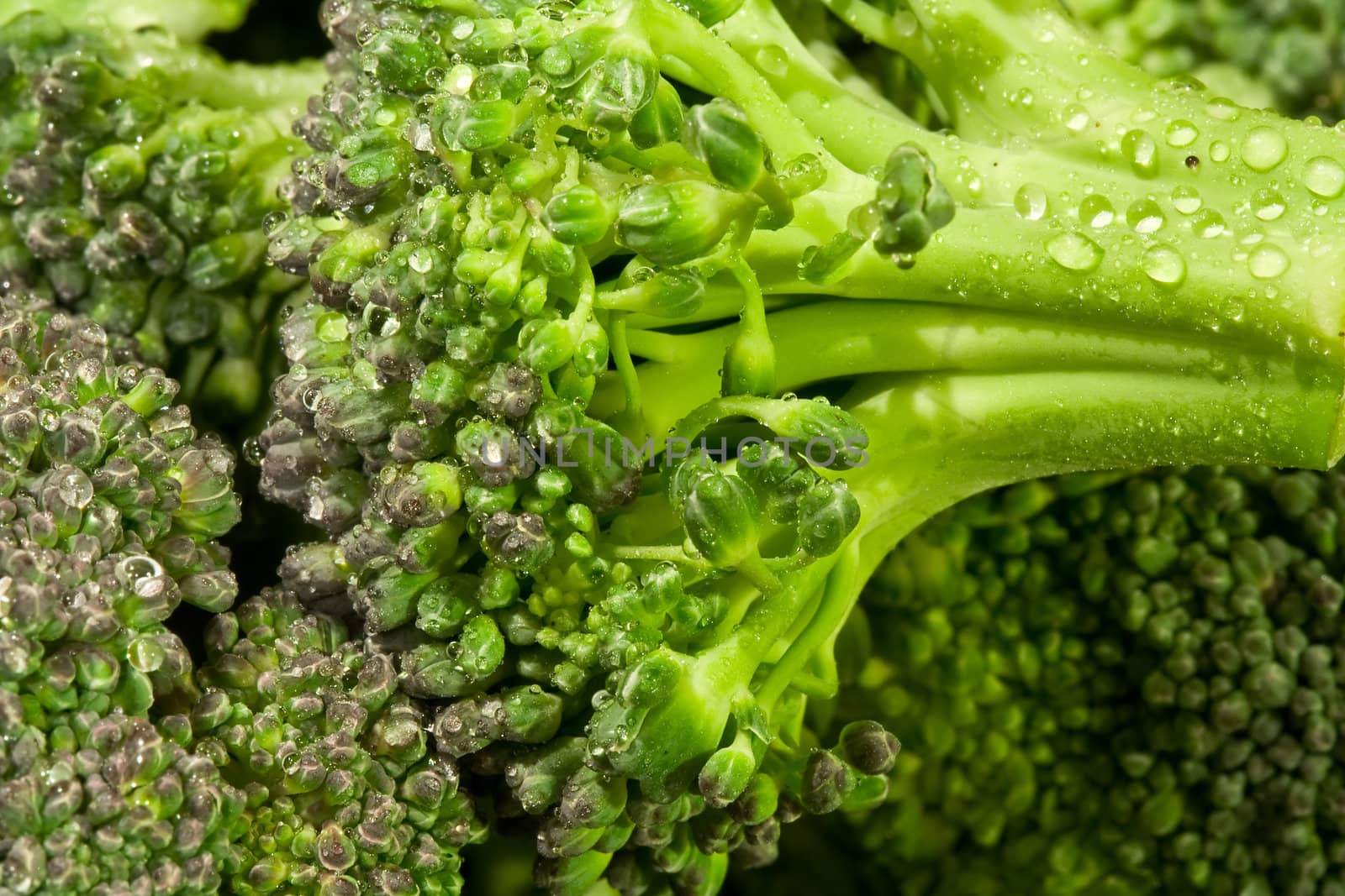 macro shot of water drops on fresh green broccoli