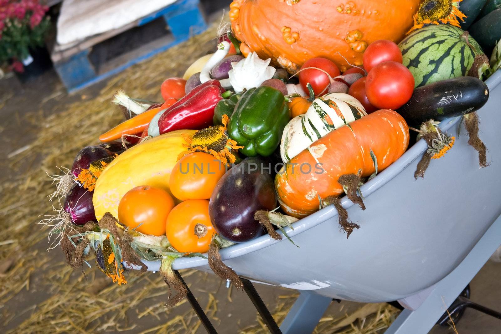 Wheelbarrow full of fall vegetables bright colors